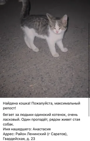 Потеряшки Саратов - Птица в Саратов