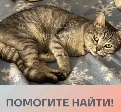 Пропала кошка, Саратов - Кошки в Саратов