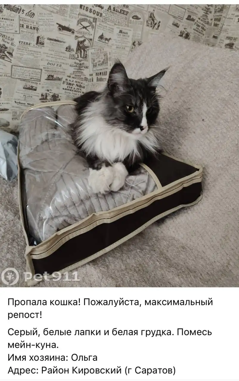 Пропал мейн-кун - Животные в Саратов