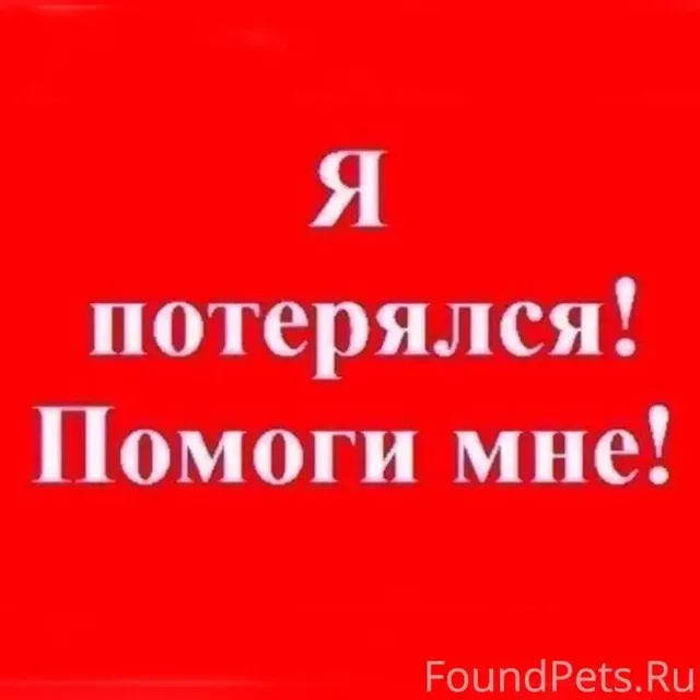 Пропал кот с Вишневой 24а, Саратов - Потеряшки в Саратов