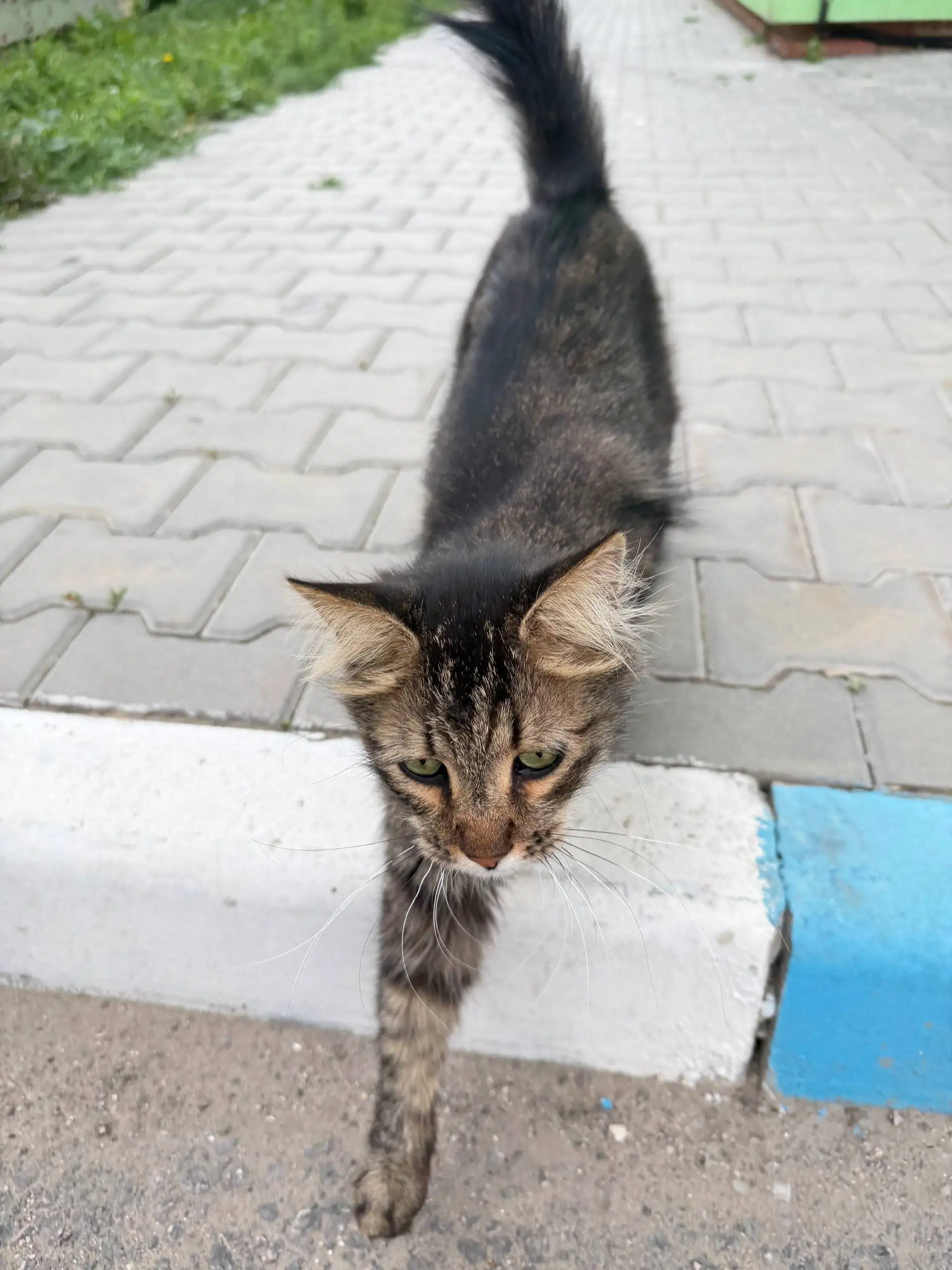 Потерялась кошка на ул. Золотовская - Кошки (Животные) в Энгельс