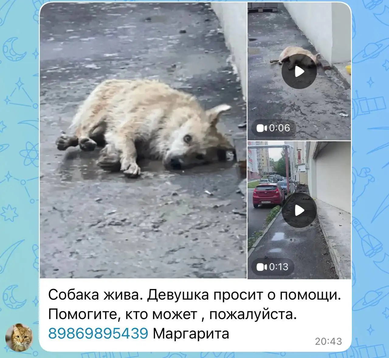 Потеряшки - животные - Животные в Саратов