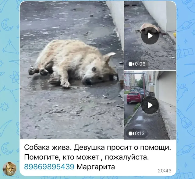 Потеряшки - животные - Птицы в Саратов