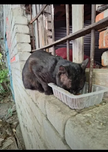 Пристройство черного кота Ярика после пожара - Кошки в Саратов