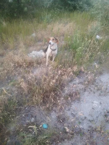 Сбор на передержку для собаки Аляски - Приюты и помощь в Саратов