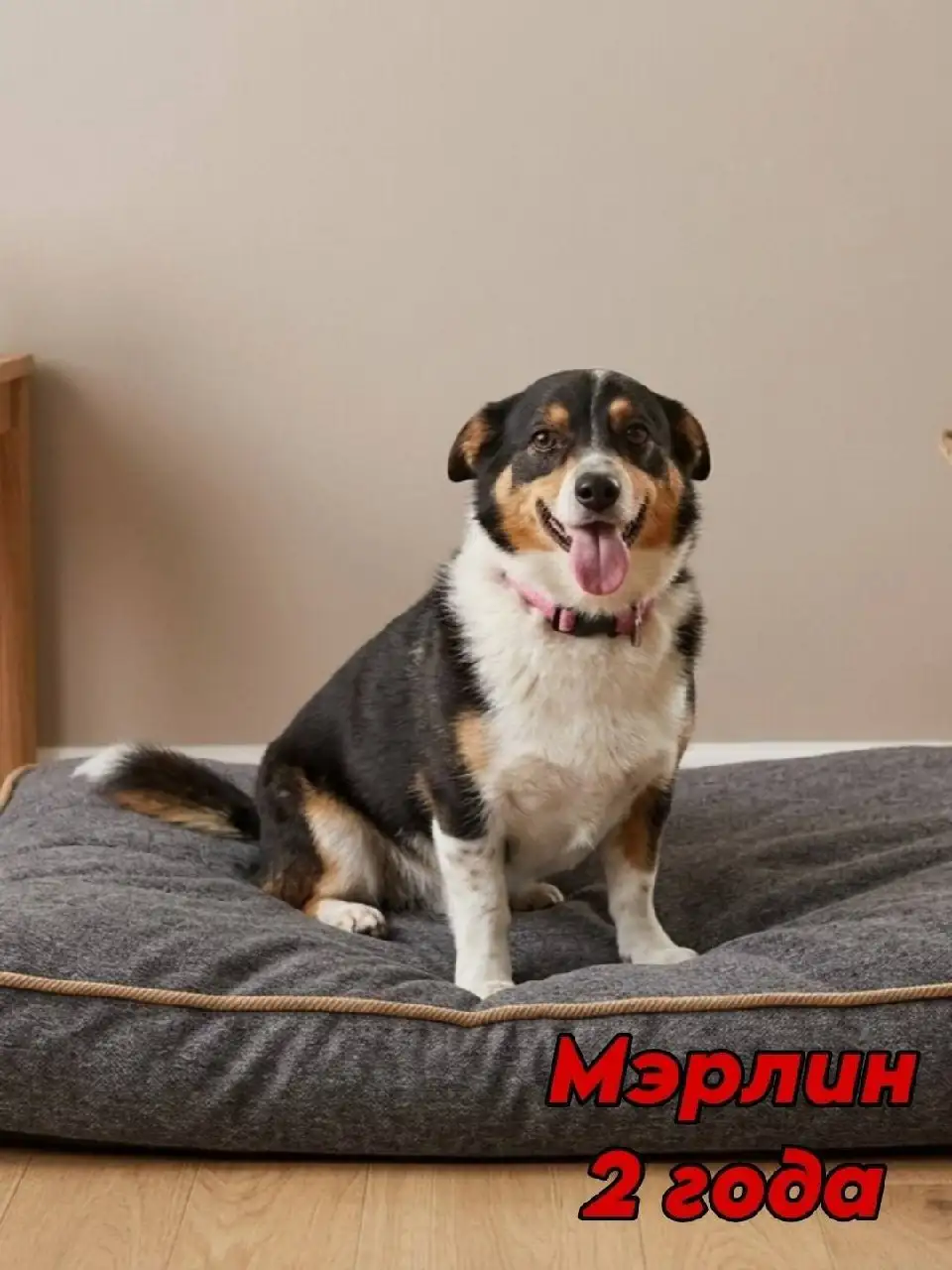 Мэрлин ищет новый дом - Животные в Саратов