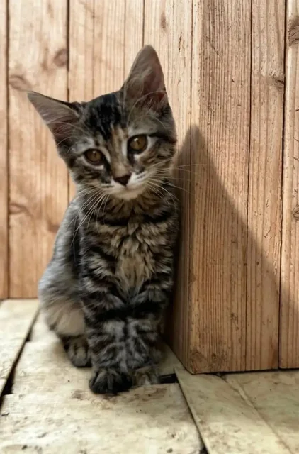 Отдам котёнка в добрые руки - Кошки в Саратов