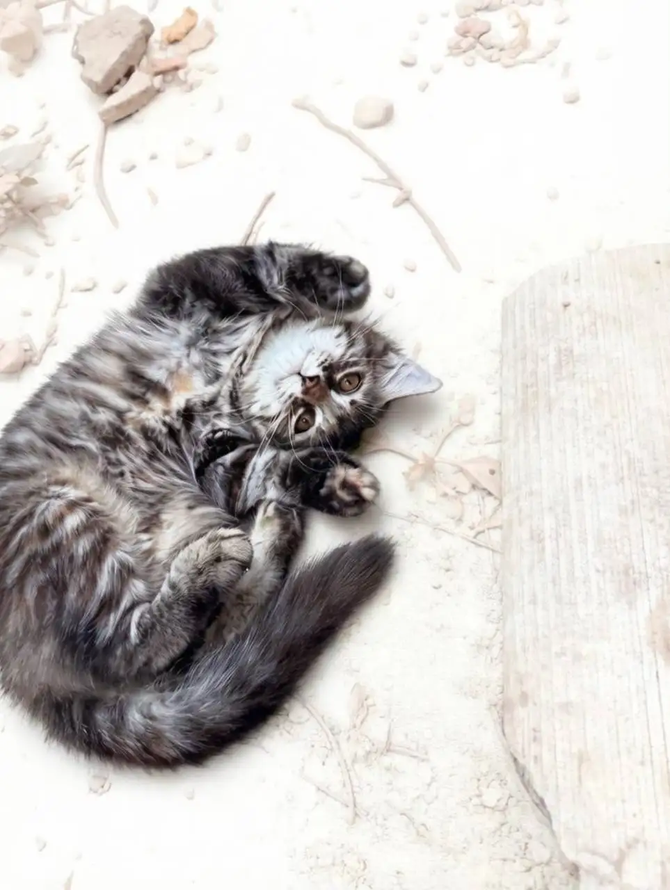Отдам котёнка в добрые руки - Кошки (Животные) в Саратов