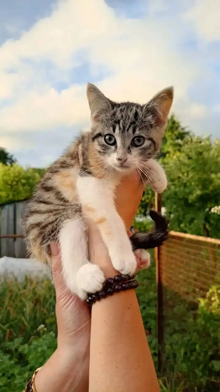 Ищем дом и семью для котят - Кошки (Животные) в Саратов