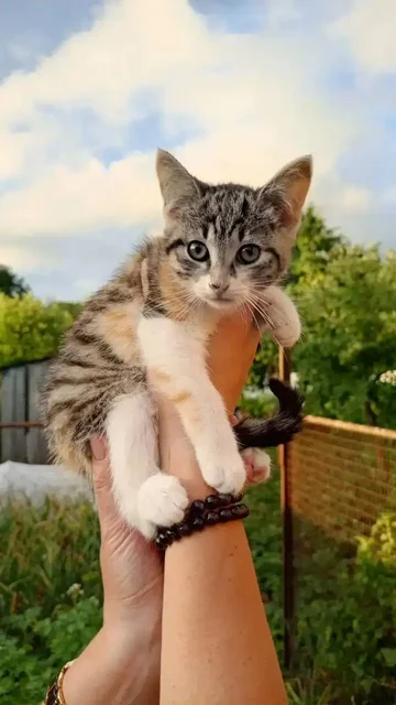 Ищем дом и семью для котят - Кошки в Саратов
