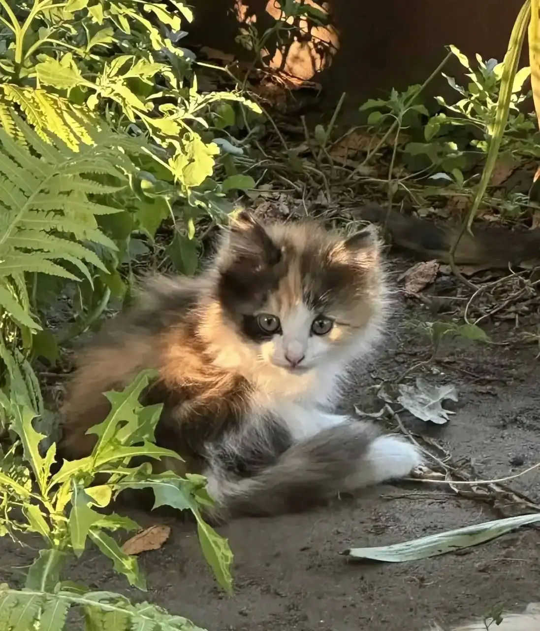 Ищем дом и семью для котят - Кошки (Животные) в Саратов
