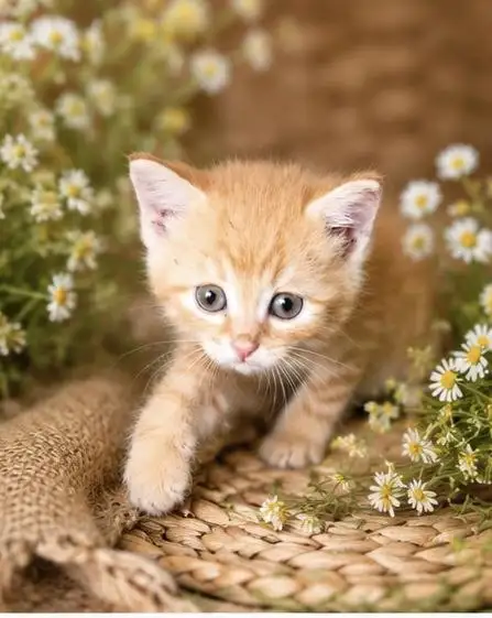 Котёнок ищет дом - Кошки (Животные) в Саратов