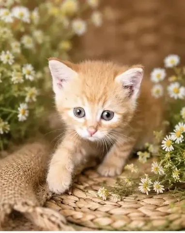 Котёнок ищет дом - Кошки в Саратов
