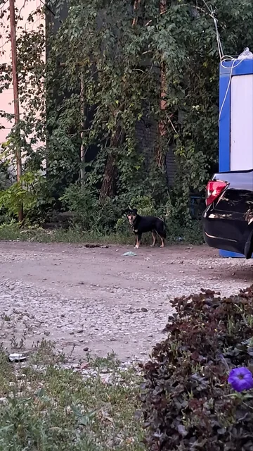 Потеряшка в ошейнике на Соколовой горе - Приюты и помощь в Саратов