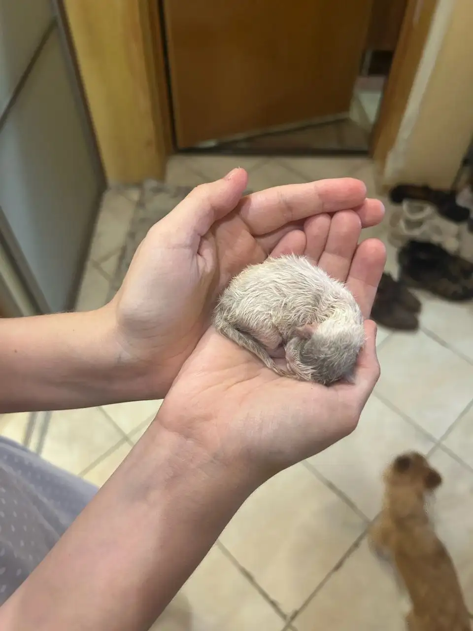 Три слепых котенка на мусорке в Саратове - нужна кошка или кормилица - Животные в Саратов