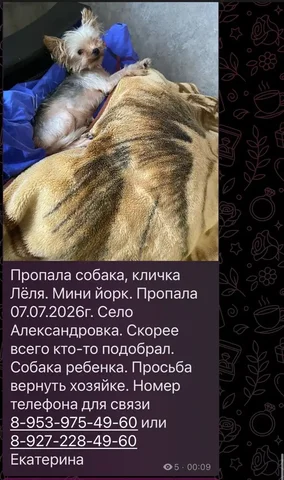 Потеряшка питомца - Птица в Саратов