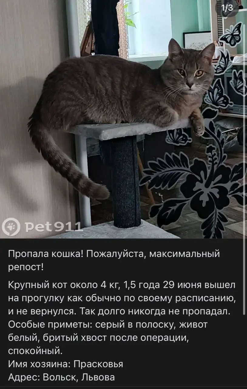 Потеряшка: кошка или собака - Потеряшки (Животные) в Саратов