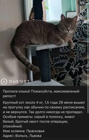 Потеряшка: кошка или собака - Птица в Саратов