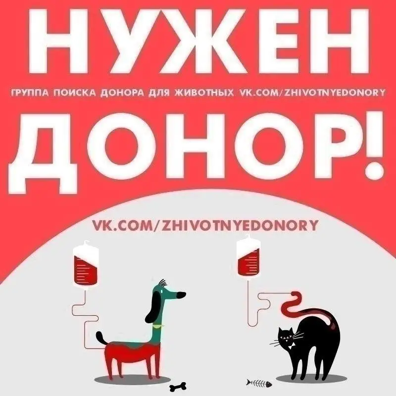 Срочно требуется донор для кошки - Донорство животных (Услуги) в Саратов
