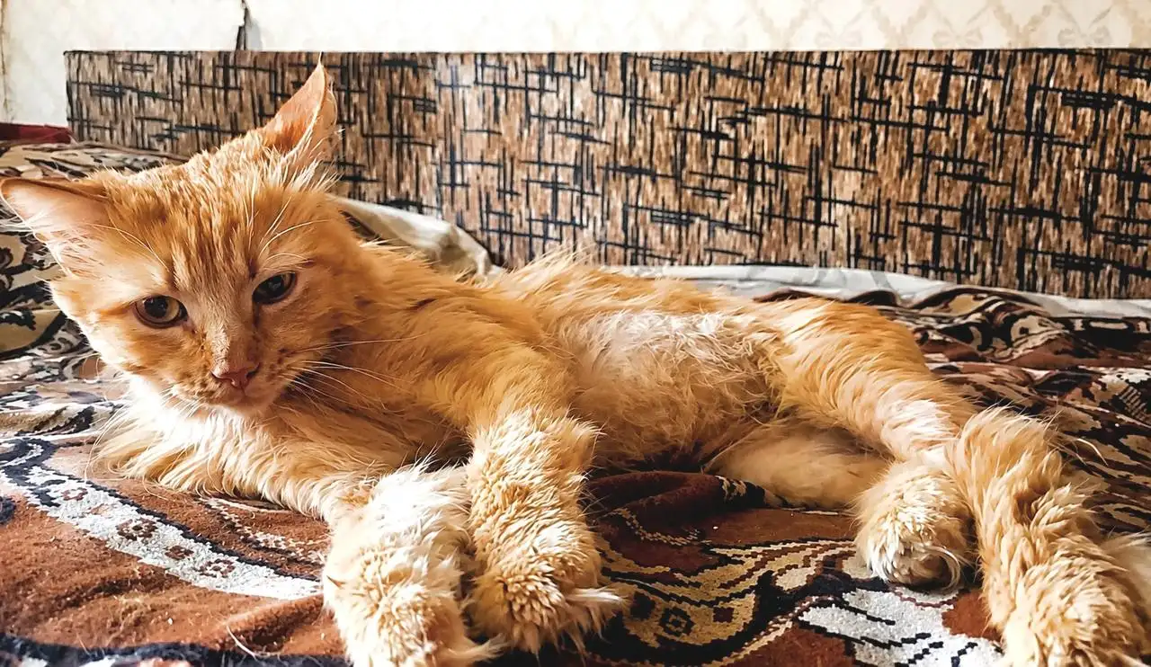 Помощь Рыжику - сбор на передержку и лечение кота - Кошки (Животные) в Саратов