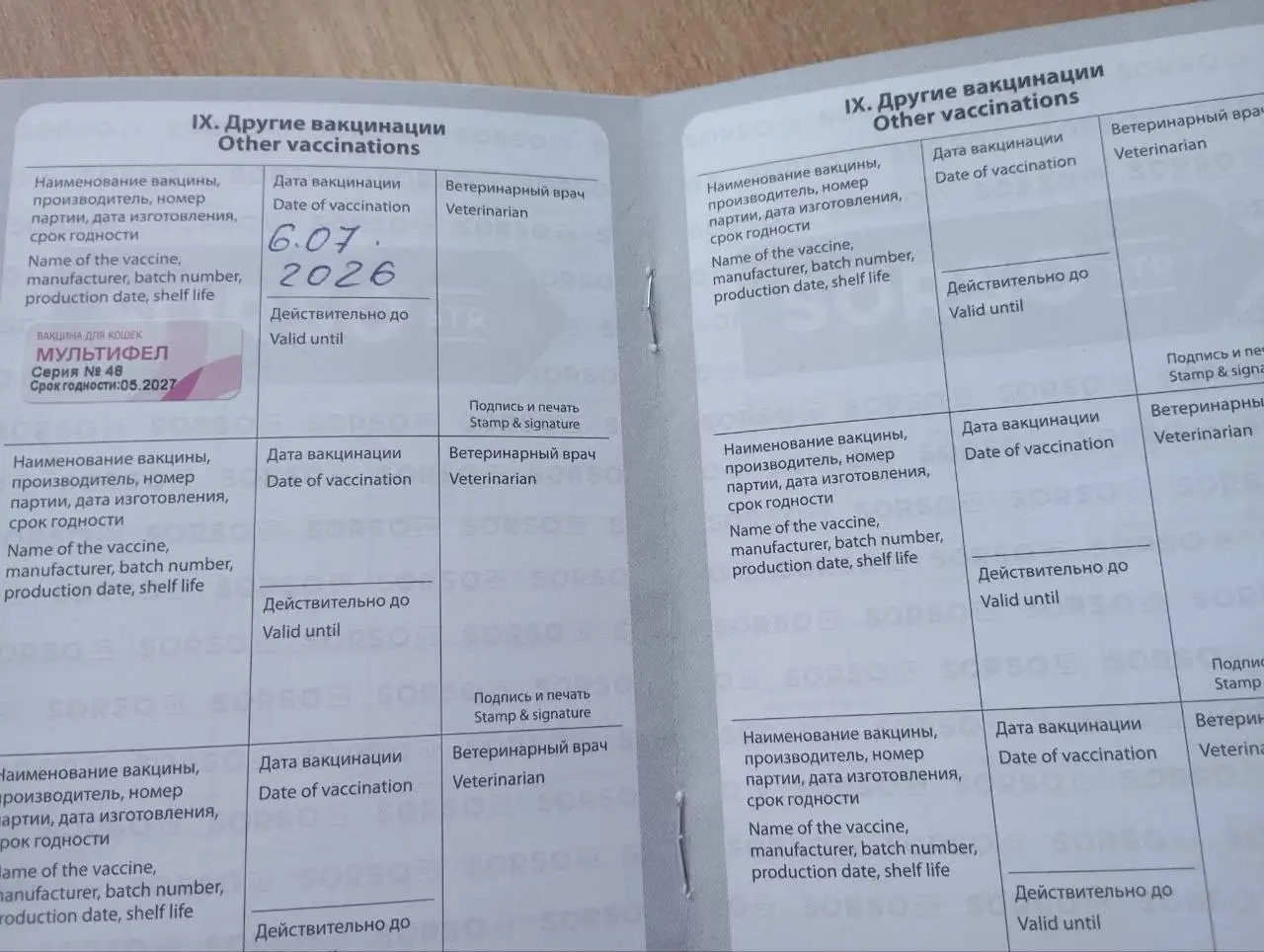 Помощь Рыжику - сбор на передержку и лечение кота - Кошки (Животные) в Саратов