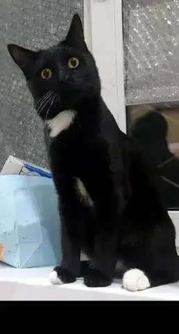 Срочно ищу дом для кота - Кошки в Саратов