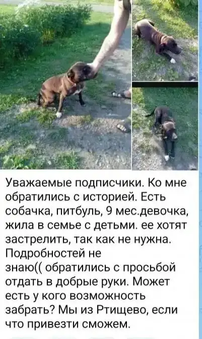 Потеряшки Саратов - Поиск потерянных животных (Животные) в Саратов