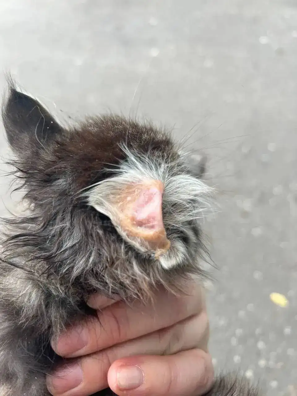 Котятам нужна помощь - Кошки (Животные) в Калининск