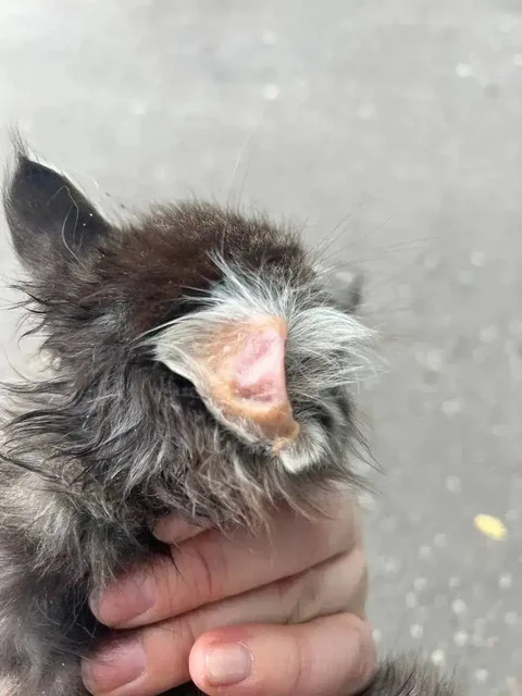 Котятам нужна помощь - Птицы в Калининск
