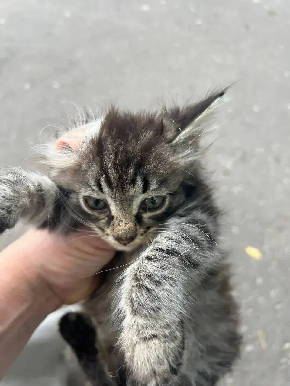 Котятам нужна помощь - Кошки (Животные) в Калининск