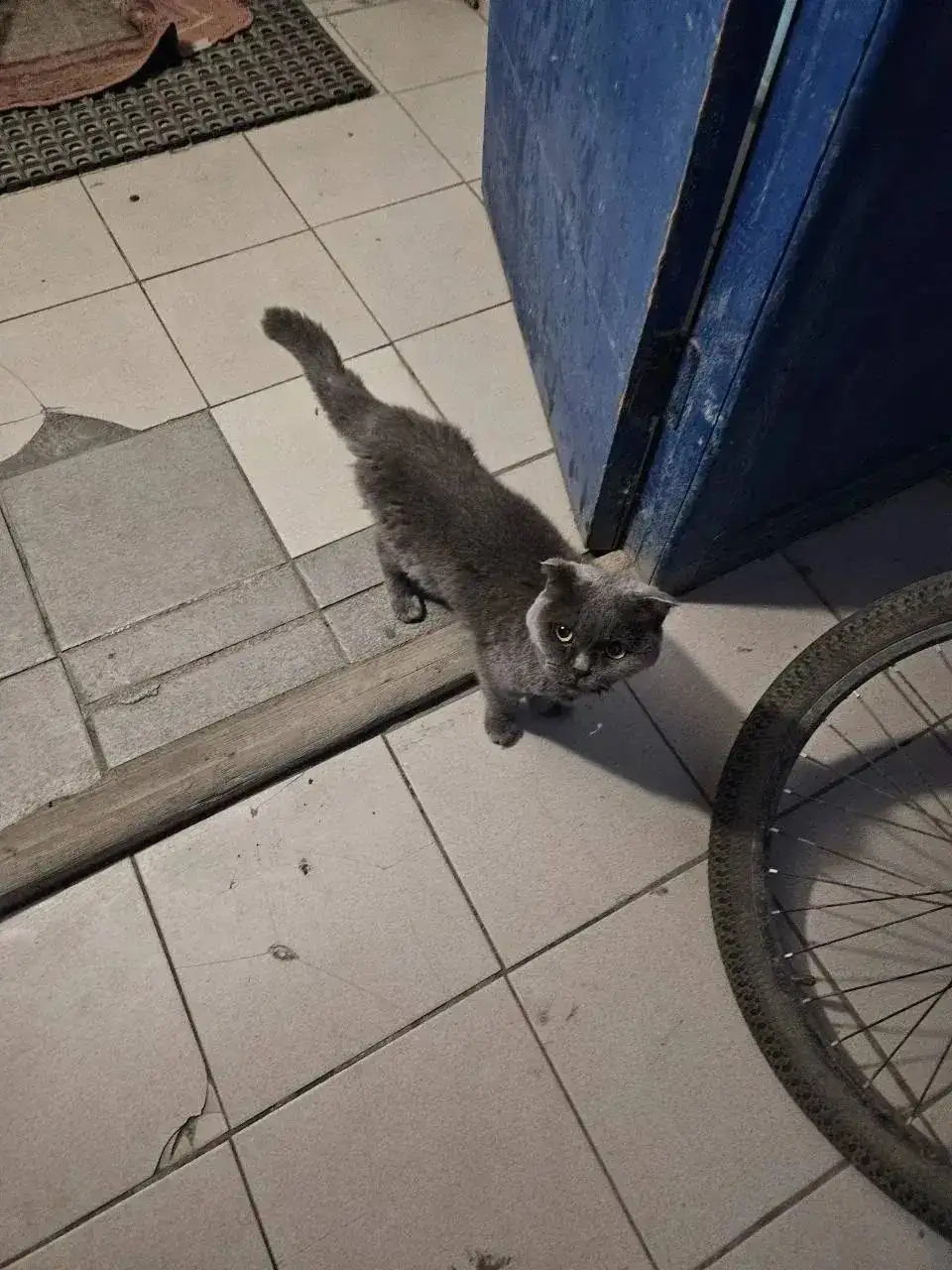 Ищем дом для кота в Саратове - Кошки (Животные) в Саратов
