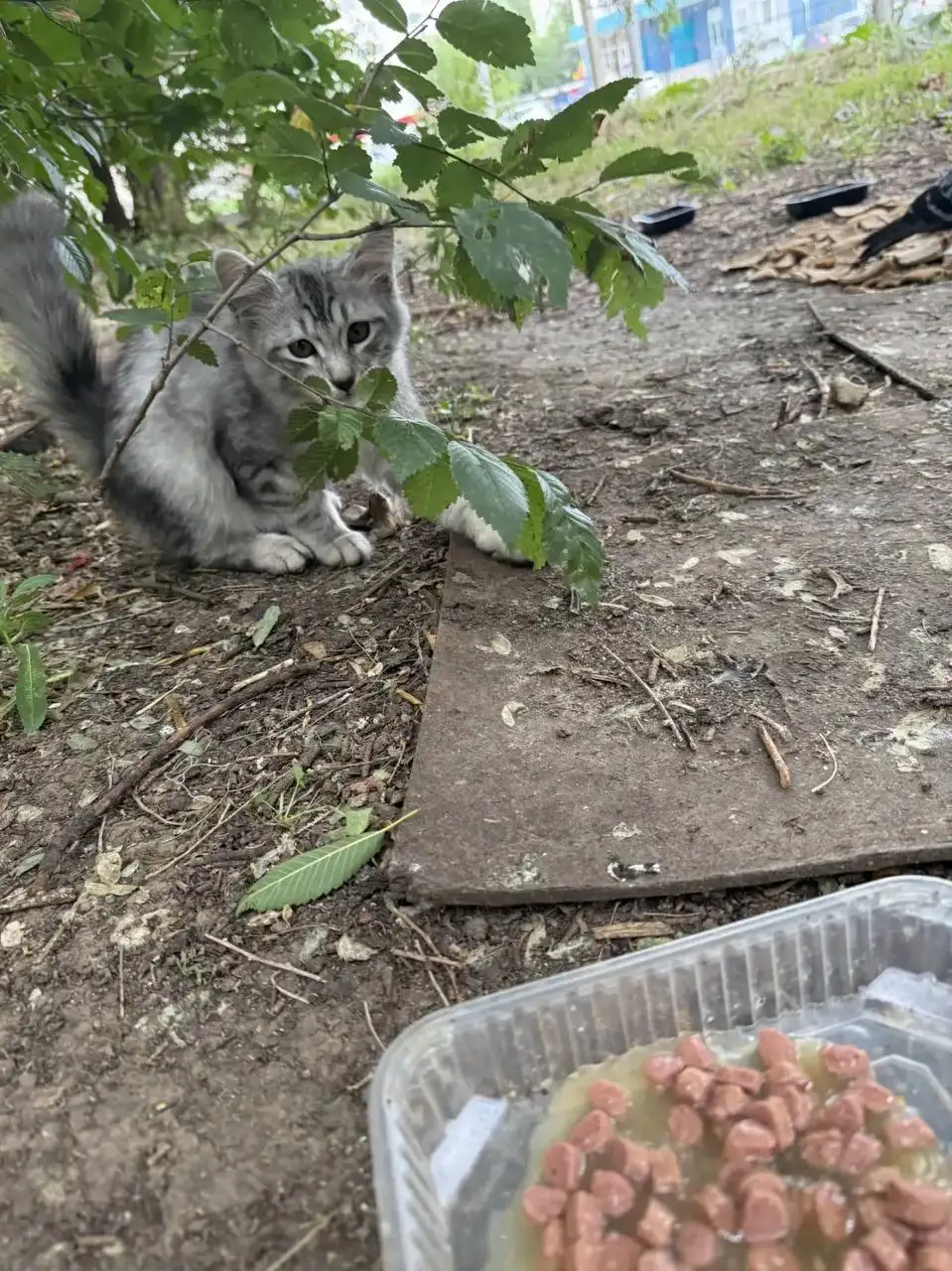 Отдам котят-подростков сибирских в добрые руки - Кошки в Саратов