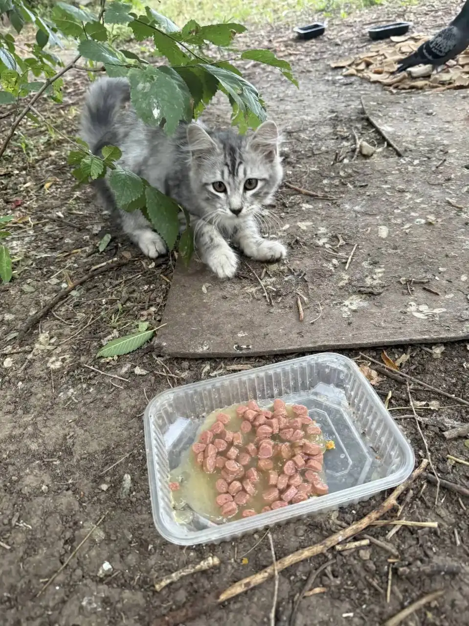 Отдам котят-подростков сибирских в добрые руки - Кошки (Животные) в Саратов