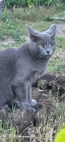 Кошка-британка найдена на Лебедева Кумача, Саратов - Кошки в Саратов