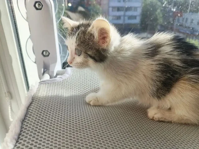 Отдам котёнка в добрые руки - Кошки в Саратов