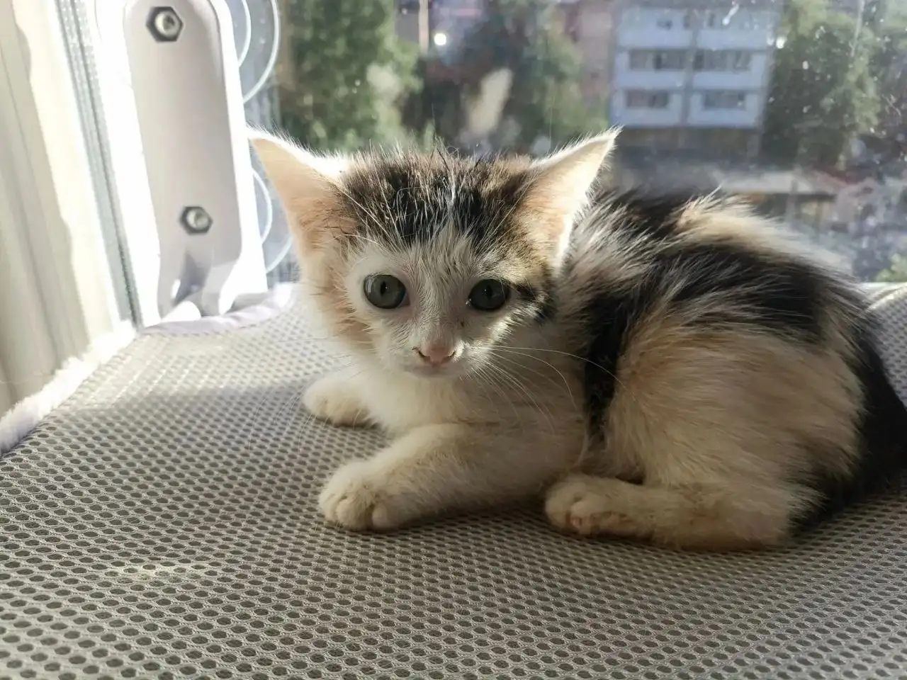 Отдам котёнка в добрые руки - Кошки (Животные) в Саратов
