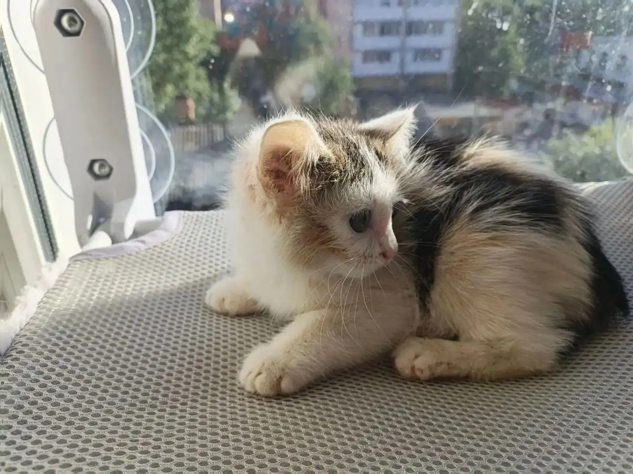 Отдам котёнка в добрые руки - Кошки (Животные) в Саратов