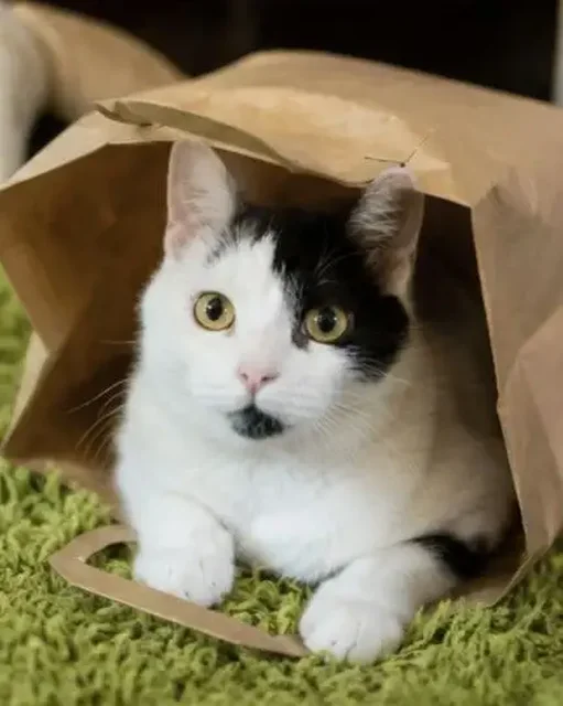 Отдам кота Микки в добрые руки - Кошки в Саратов