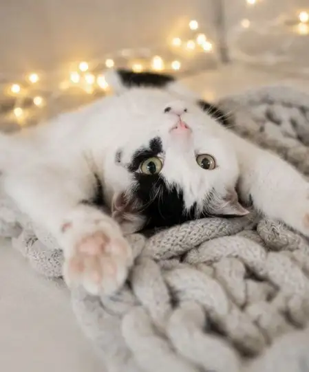 Отдам кота Микки в добрые руки - Кошки (Животные) в Саратов