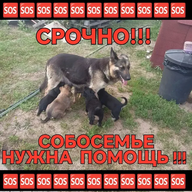 Срочно! На дачах бросили овчарку с щенками - Корма для животных в Саратов