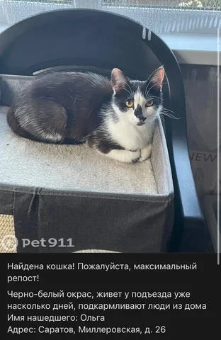 Черный и белый питомцы потеряны в Саратов - Корма для животных в Саратов
