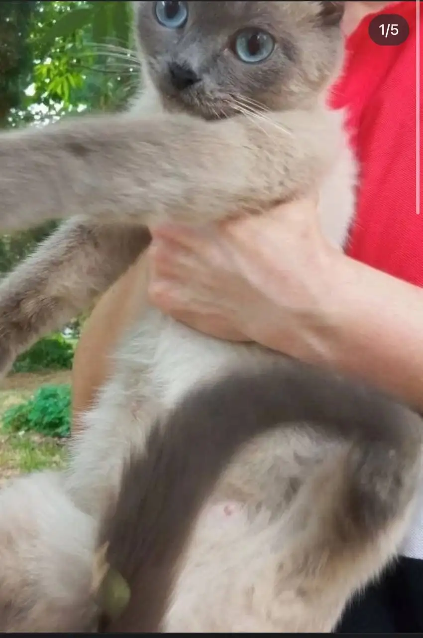 Ищут дом три котенка в Энгельсе - Кошки (Животные) в Энгельс