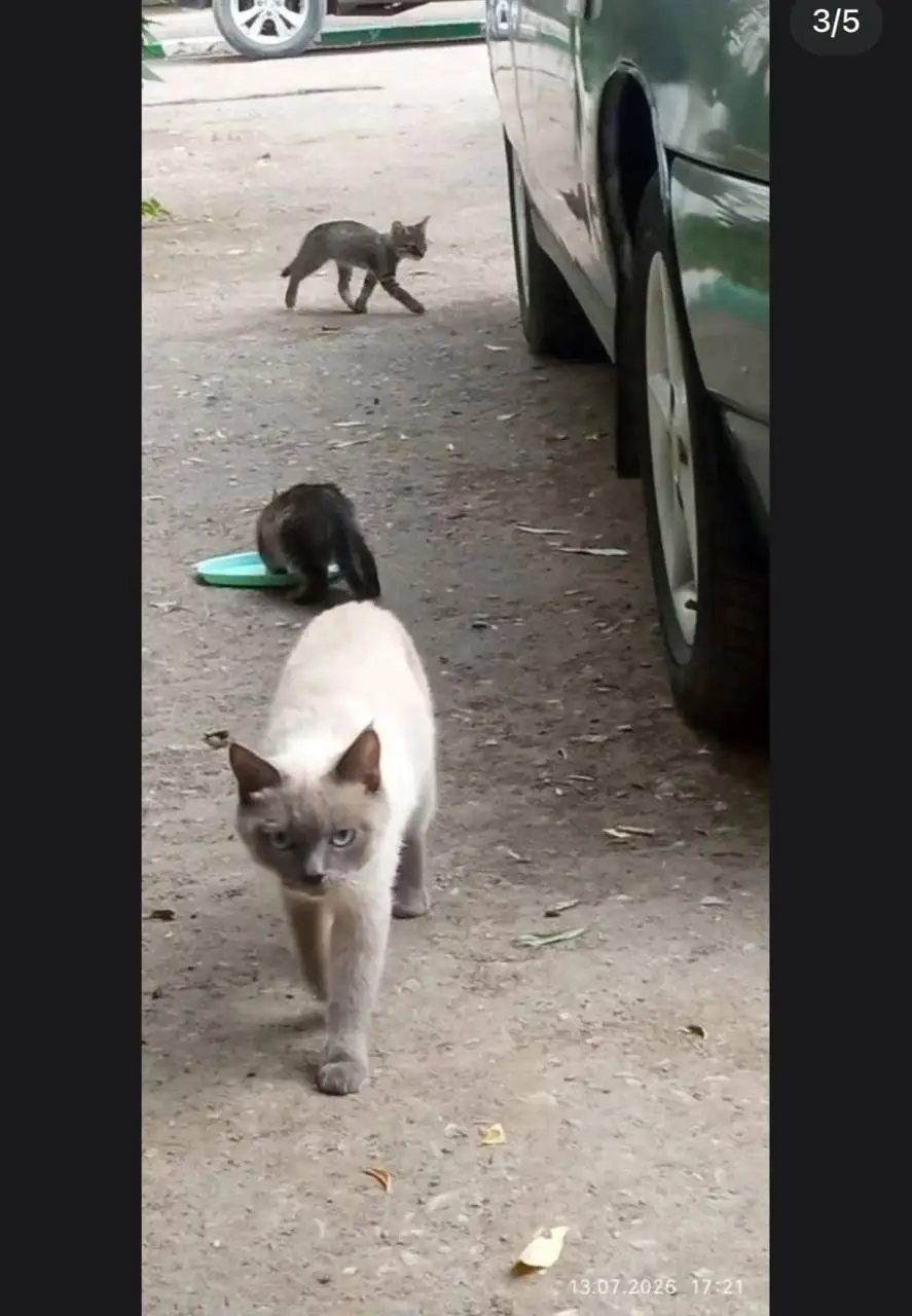 Ищут дом три котенка в Энгельсе - Кошки (Животные) в Энгельс