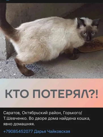 Пропала сиамская кошка с голубыми глазами - Ягоды в Саратов
