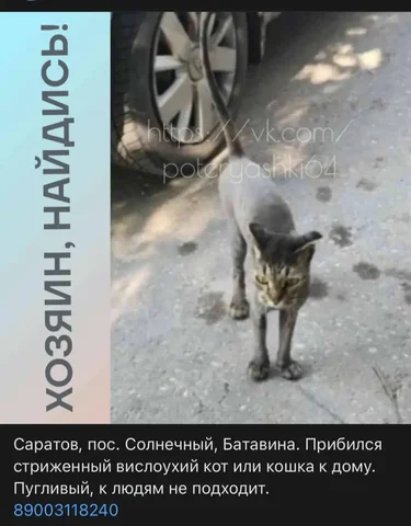 Потеряшки в Лесном / Саратов - Корма для животных в Саратов