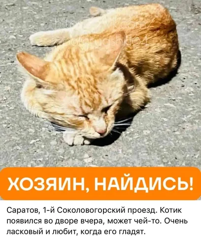 Потеряшка - Птицы в Саратов