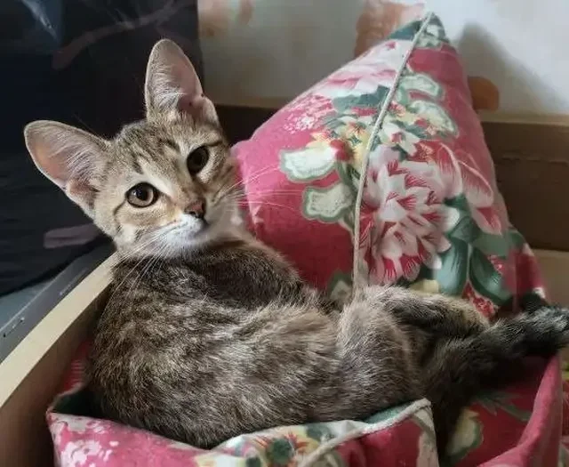 Котенок в добрые руки - Кошки в Энгельс