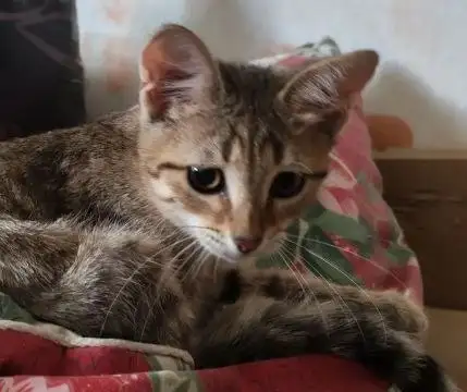 Котенок в добрые руки - Кошки (Животные) в Энгельс