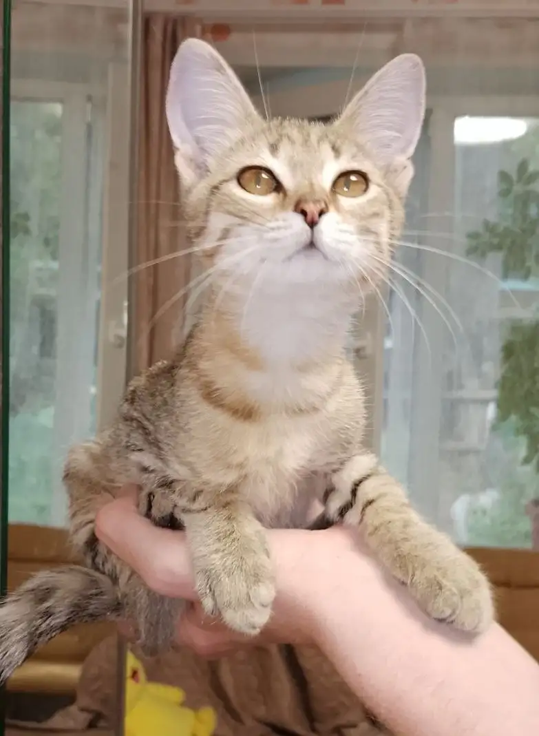 Котенок в добрые руки - Кошки (Животные) в Энгельс