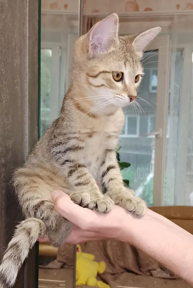 Котенок в добрые руки - Кошки (Животные) в Энгельс